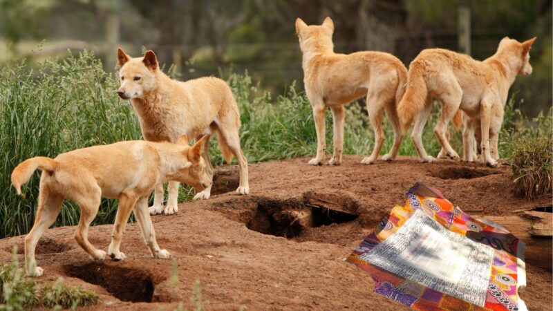 Dingoes Join Forces with Indigenous Cause as Support for Referendum Drops