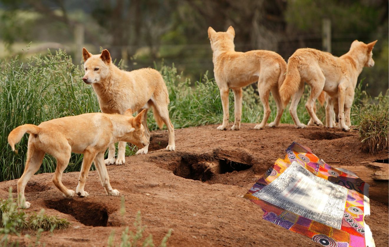 Dingoes Join Forces with Indigenous Cause as Support for Referendum Drops